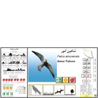 گونه شاهین آمور Amur Falcon